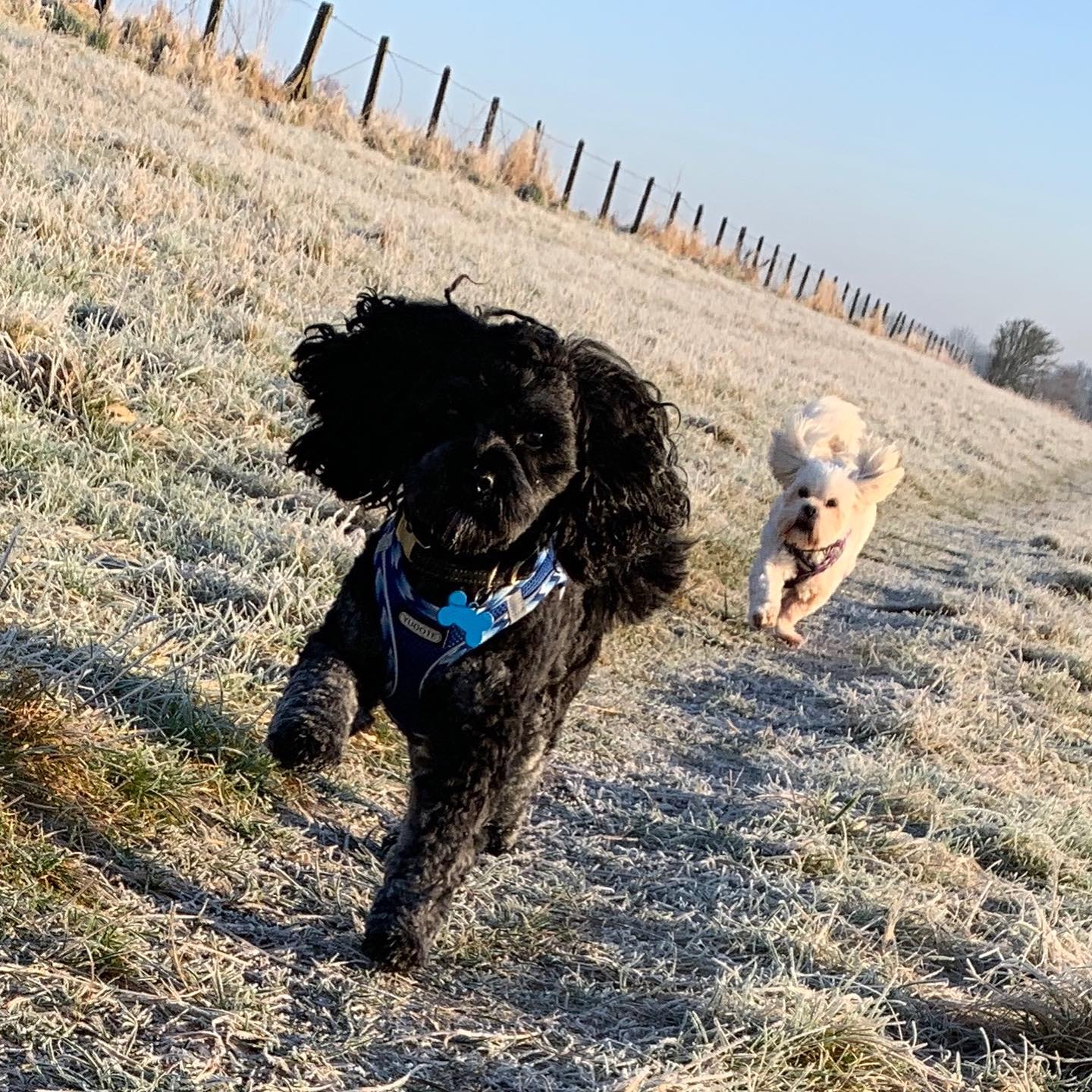 Barney & Lotty