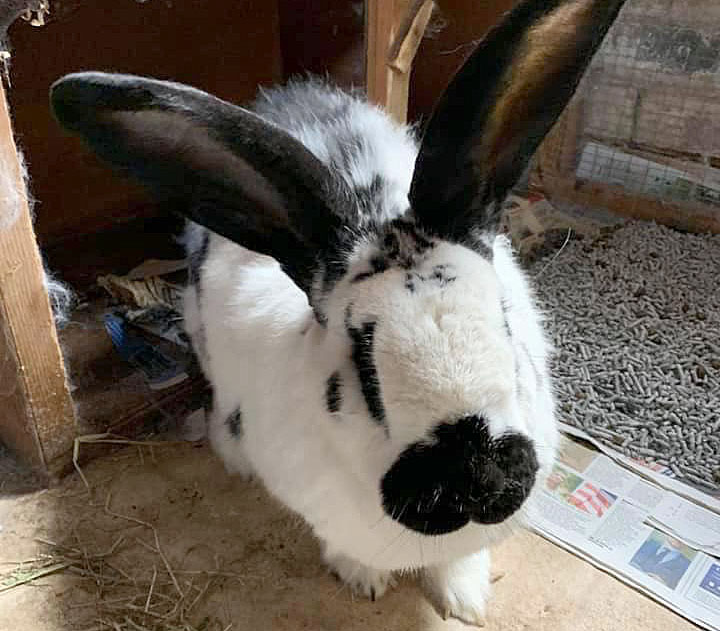 Bernard