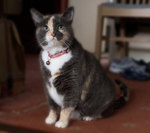 Meg