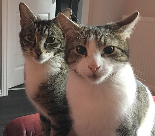 Mylo & Cosmo